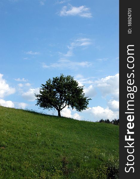 Blue sky, green lawn and a tree. Blue sky, green lawn and a tree