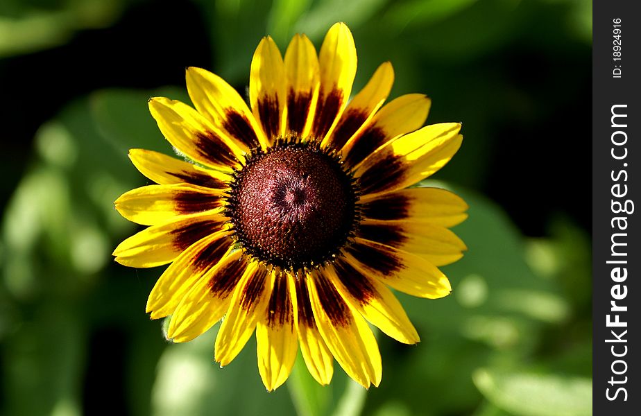 Yellow flower in the garden