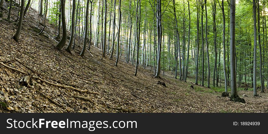 Panorama forest in the summer morning. Panorama forest in the summer morning