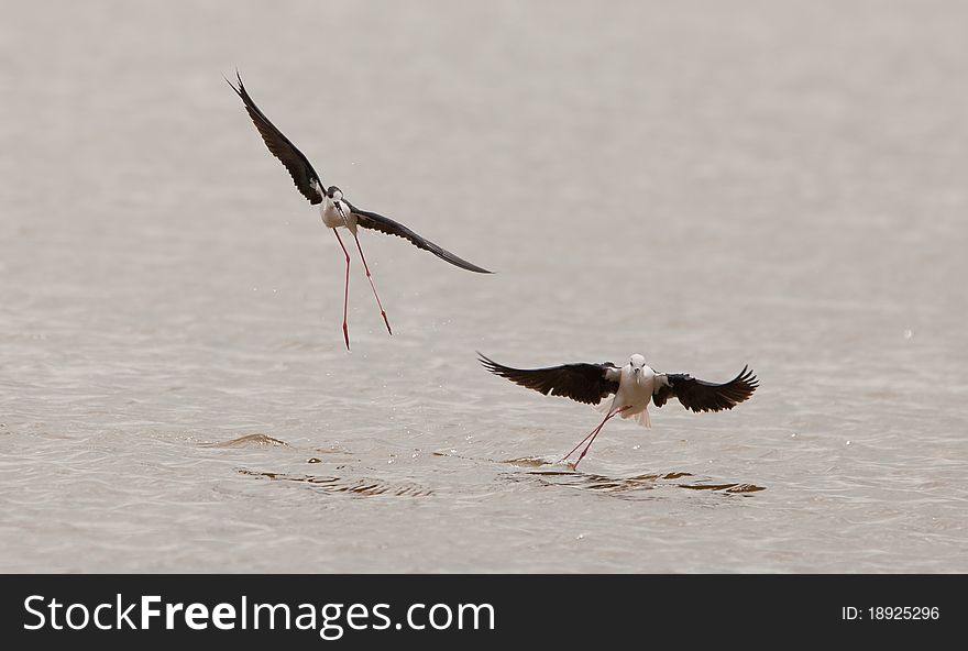 Two Black-winged Stilts (Himantopus himantopus) perform an elegant dance as they jump and fly with gracious lightness. Two Black-winged Stilts (Himantopus himantopus) perform an elegant dance as they jump and fly with gracious lightness.