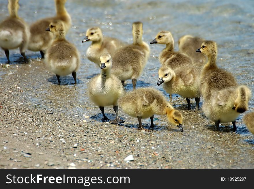 A group of canada goose gosling discover the shore of a lake. A group of canada goose gosling discover the shore of a lake