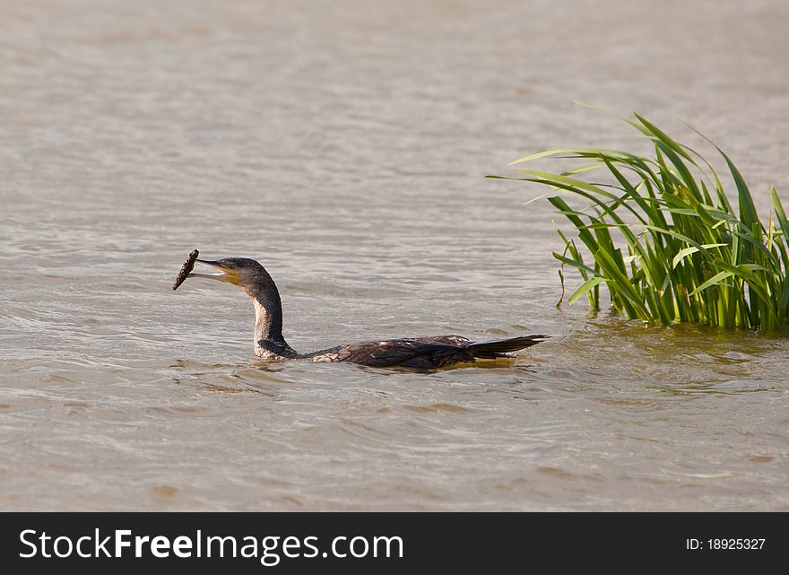 Great Cormorant Playing With Stick