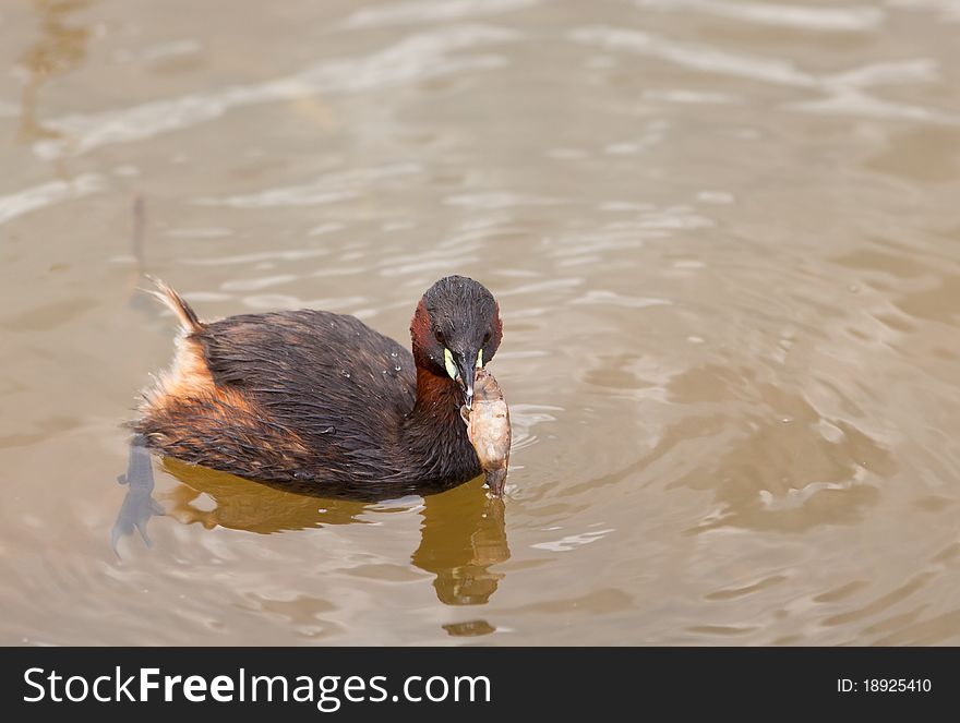Little Grebe with crab