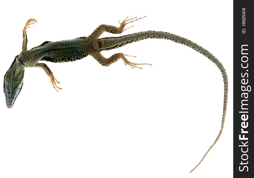 A wall lizard seen from underneath, on a white background. A wall lizard seen from underneath, on a white background.