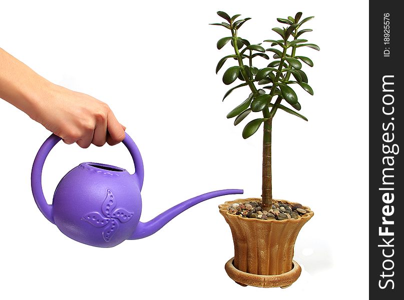 Potted dollar plant (Crassula ovata) and the hand holding a plastic watering can. White background.