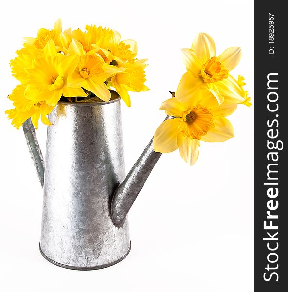 Daffodil flowers in a watering can. Daffodil flowers in a watering can.