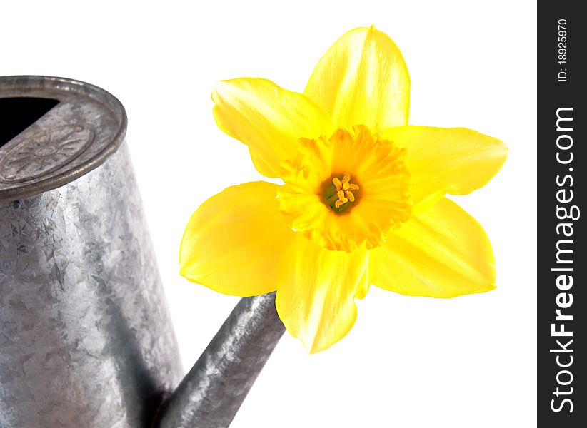 Daffodil flower in a watering can. Daffodil flower in a watering can.