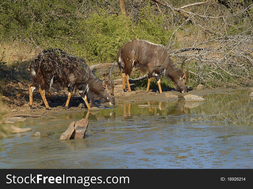Two Male Nyalas drinking water at a water hole. Two Male Nyalas drinking water at a water hole