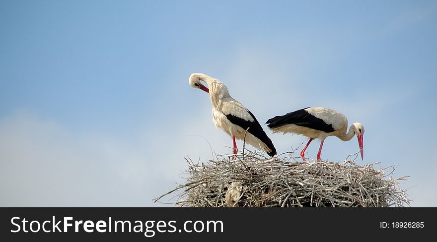 Storks In Nest