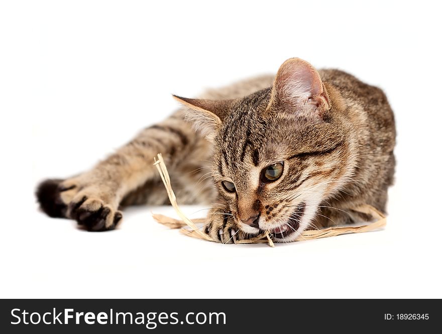 Tabby cat with straw lying on white background. Tabby cat with straw lying on white background