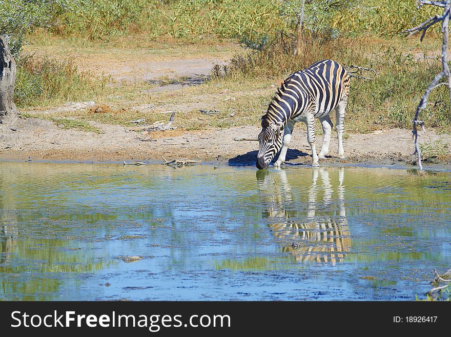 Zebra drinking water at the waterhole