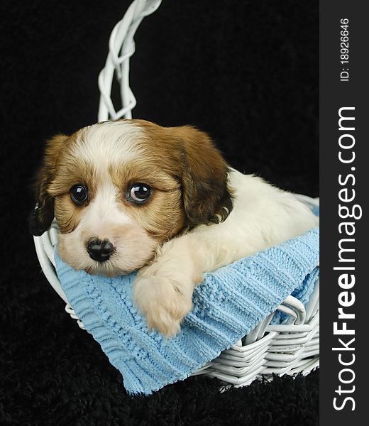 Verry sweet Cavachon puppy in white basket with blue blanket on black background.