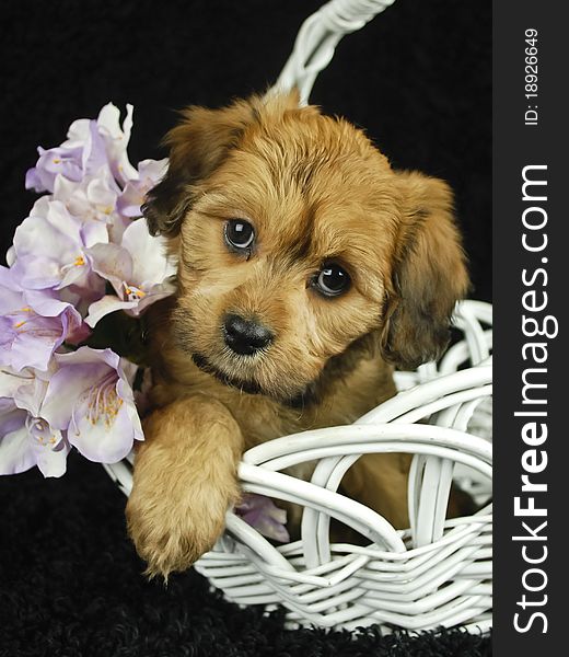 Little brown puppy in white basket with purple flowers on black background. Little brown puppy in white basket with purple flowers on black background.