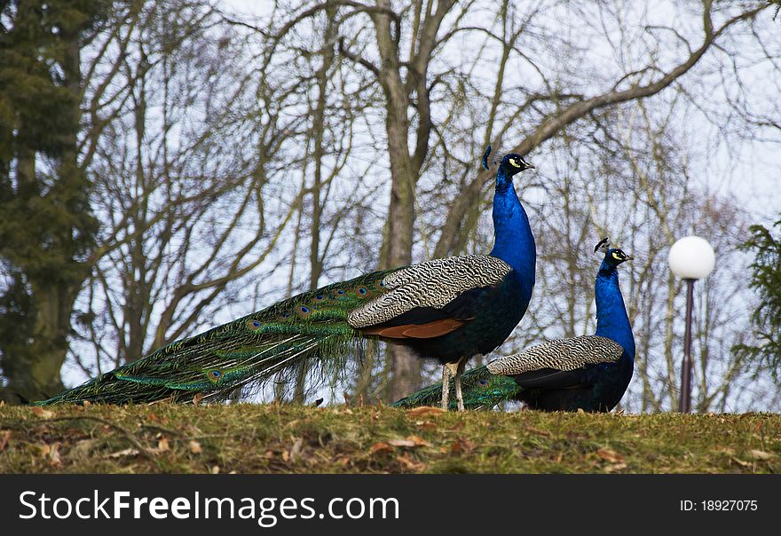 Two peacocks in the castle garden