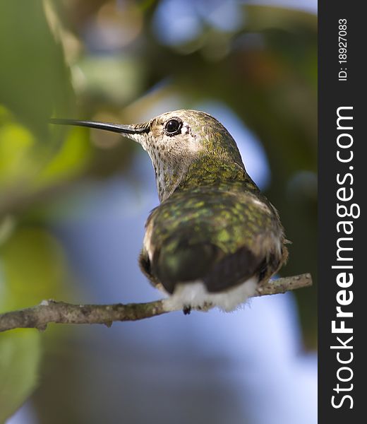 Female broad tailed hummingbird looking on the side