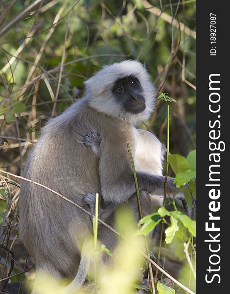 Gray Langur With Baby - Hanuman Langurs