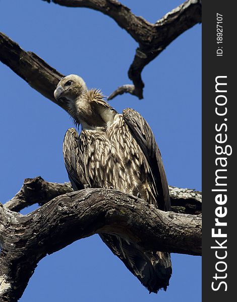Himalayan Griffon perched on a tree looking for food. Himalayan Griffon perched on a tree looking for food