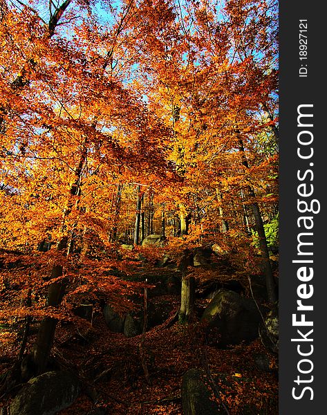 Autumn beech forest in the Jizera Mountains. Autumn beech forest in the Jizera Mountains