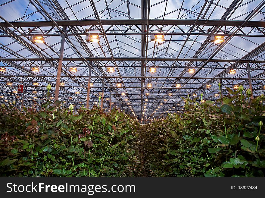 Flower cultivation in greenhouses. A hothouse with roses. Daisy flowers plants in greenhouse. Flower cultivation in greenhouses. A hothouse with roses. Daisy flowers plants in greenhouse.