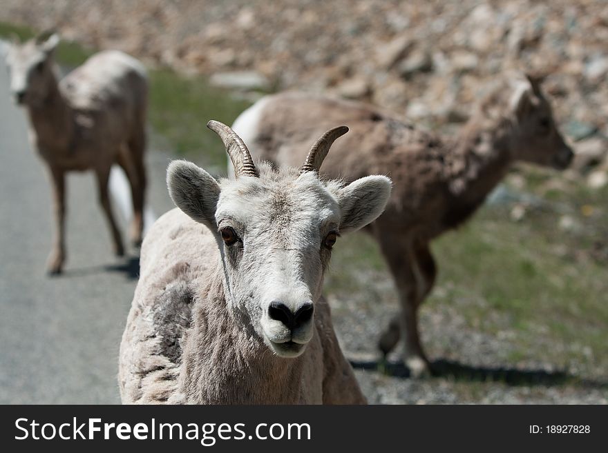 Mountain goats in Montana, USA