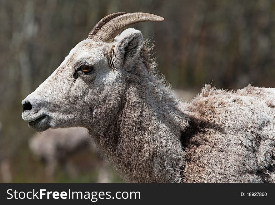 Mountain goat's portrait, Montana, USA