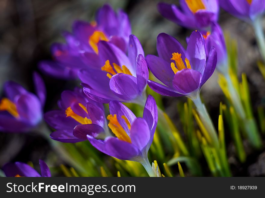 Closeup picture of a crokus. Very beautiful flowers of crocuses. Closeup picture of a crokus. Very beautiful flowers of crocuses