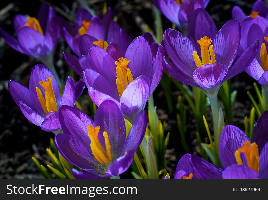 Closeup picture of a crokus. Very beautiful flowers of crocuses. Closeup picture of a crokus. Very beautiful flowers of crocuses