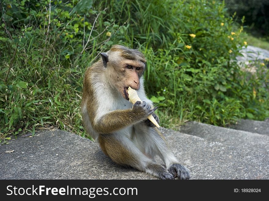 Funny Monkey eating ice ream