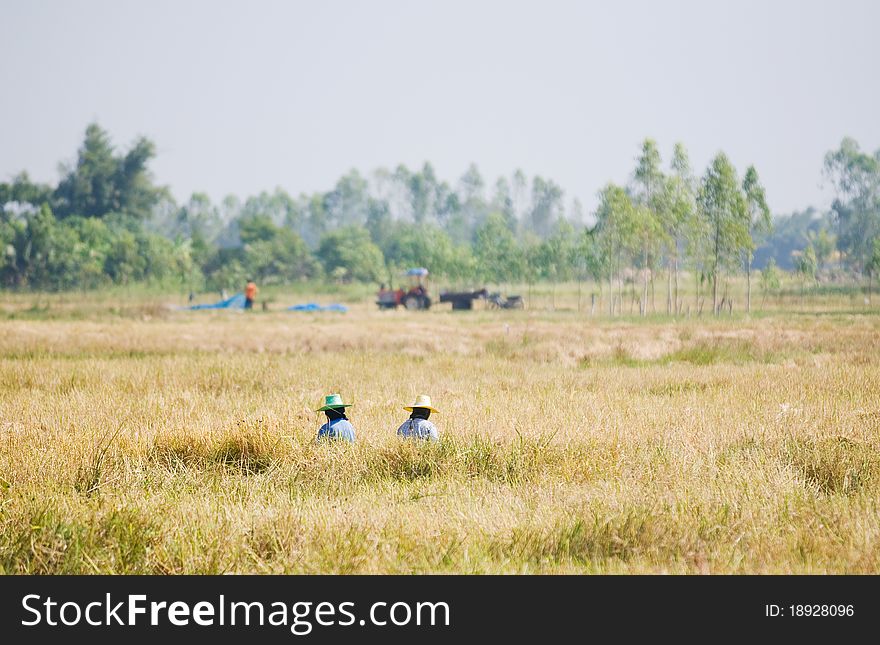 Two farmers harvesting rice by hand