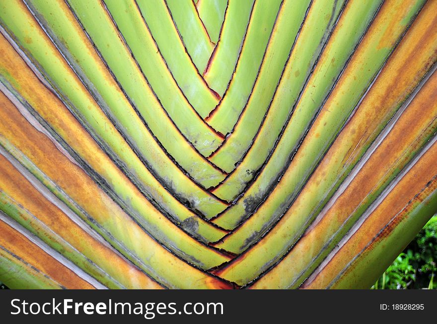 Big palm tree leaf in the parks