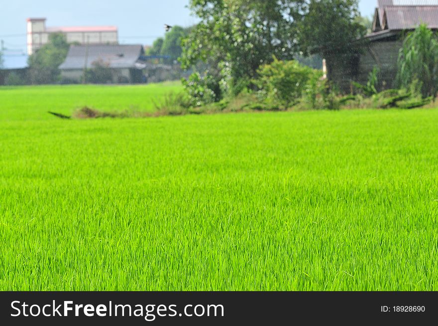 Young paddy field in the countryside