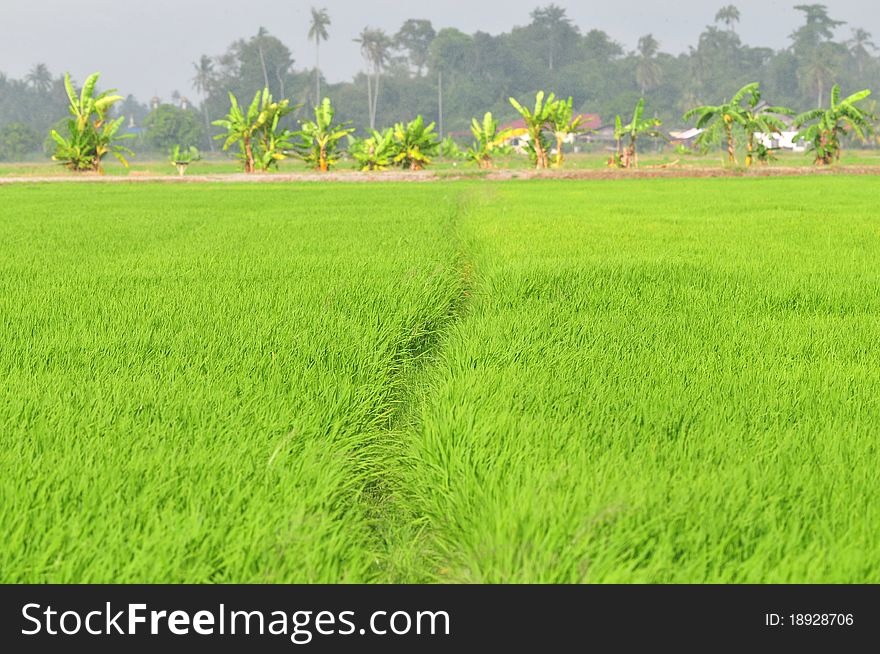 Green paddy field in the countryside