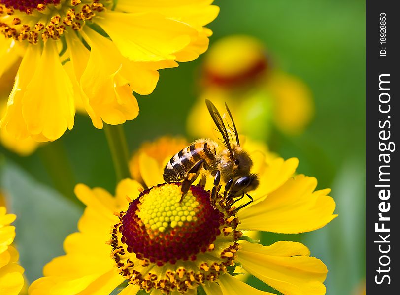 Little Bee On Yellow Flower