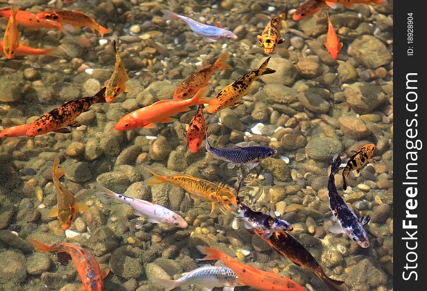 Carp Koi. Ornamental fish for the pond.