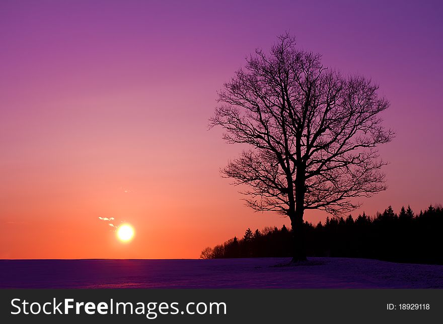 Lonely oak tree at sunset. Lonely oak tree at sunset