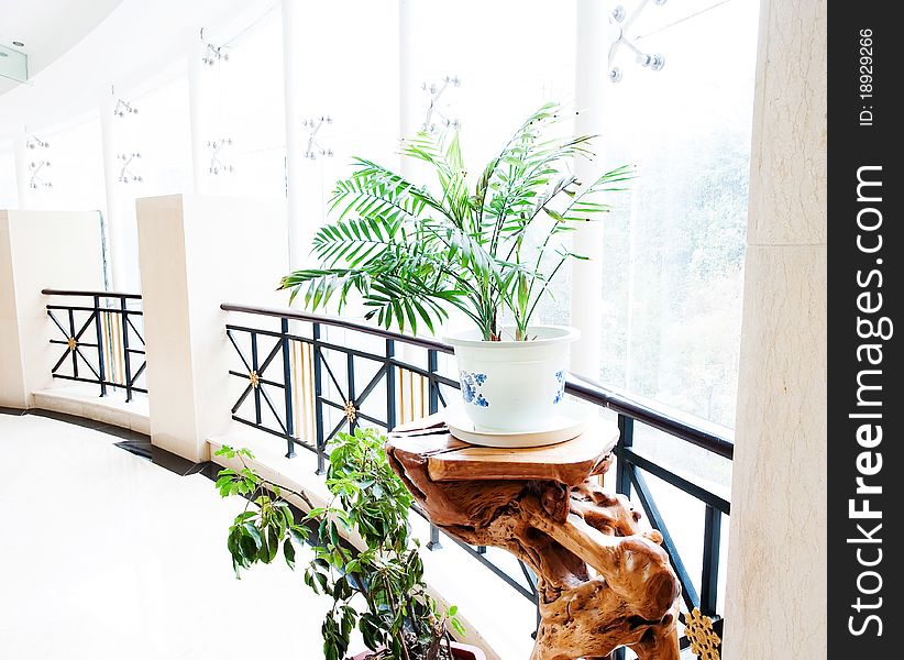 Decorative indoor green plants, beautiful living. Decorative indoor green plants, beautiful living