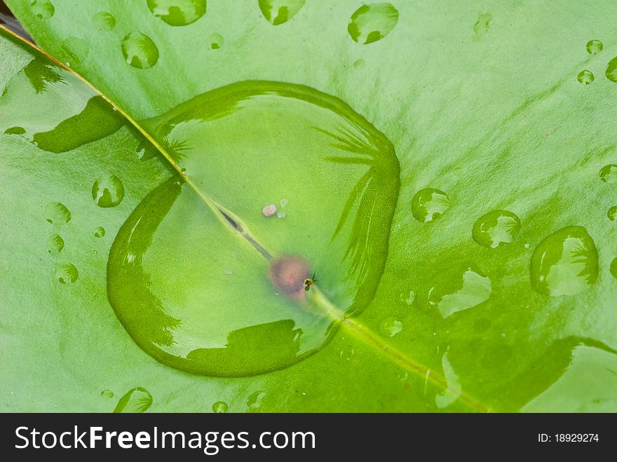 Green Lotus leaf with water drop as background