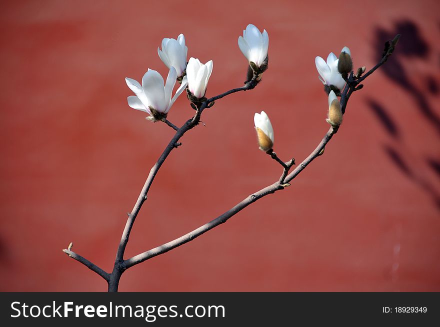 White blossoming magnolia with red wall