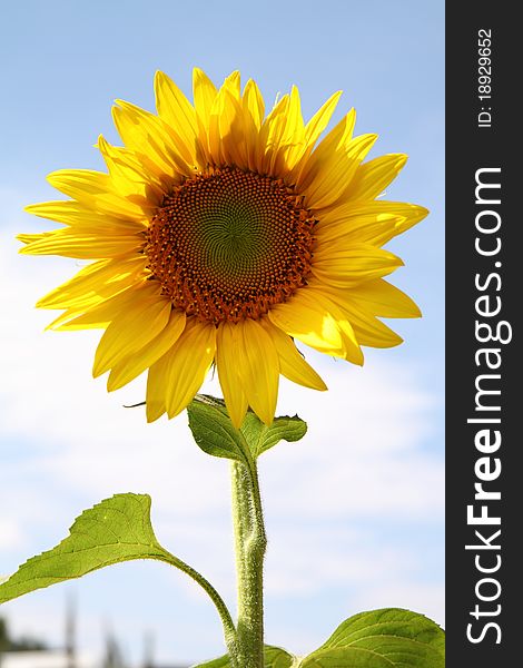 Sunflower with clear blue day.