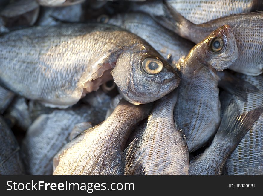 Fresh fishes on public bazaar. Fresh fishes on public bazaar