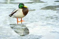 Duck, Mallard Male Royalty Free Stock Image