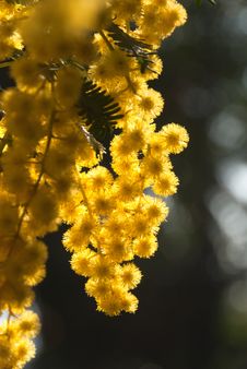 Mimosa In Bloom Royalty Free Stock Photography Mimosa In Bloom Royalty Free Stock Photography