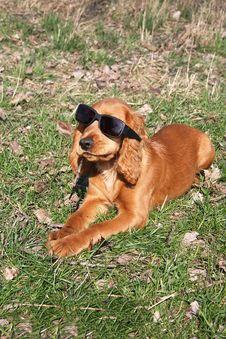 English Cocker Spaniel Dog Royalty Free Stock Photos English Cocker Spaniel Dog Royalty Free Stock Photos