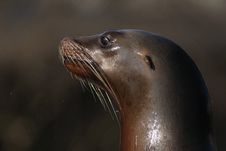 California Sea Lion (Zalophus Californianus) Royalty Free Stock Photo California Sea Lion (Zalophus Californianus) Royalty Free Stock Photo