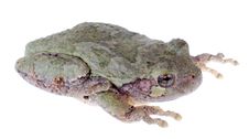 Eastern Gray Treefrog, Hyla Versicolor Royalty Free Stock Photo