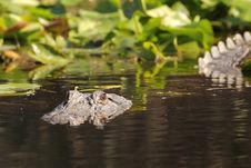 American Alligator - Suwannee River, Georgia Royalty Free Stock Photos