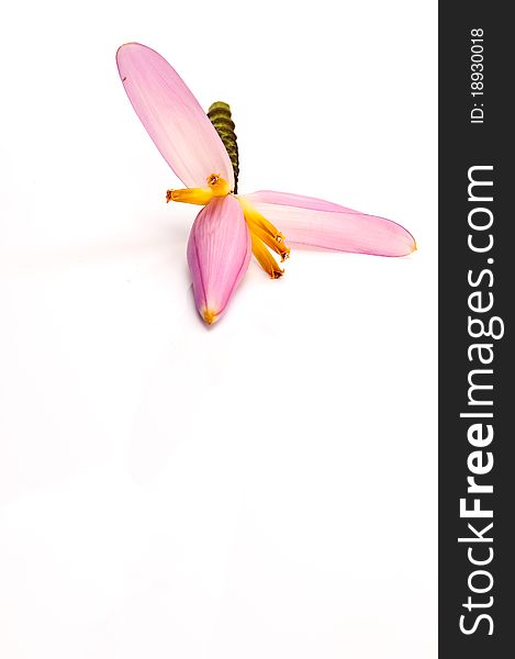 Pink banana flower