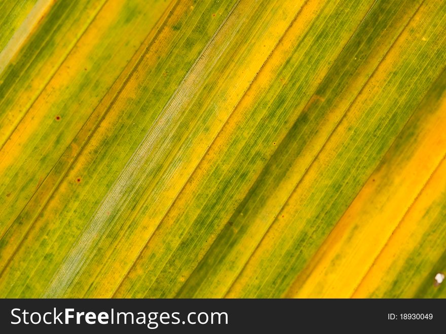 Abstract background of coconut leaf. Abstract background of coconut leaf