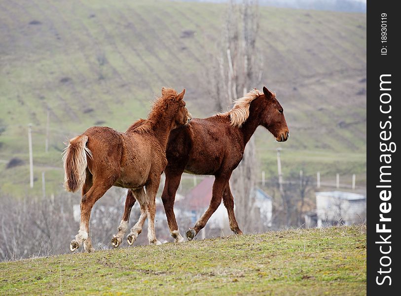 Horses grazed on a mountain pasture against mountains. Horses grazed on a mountain pasture against mountains
