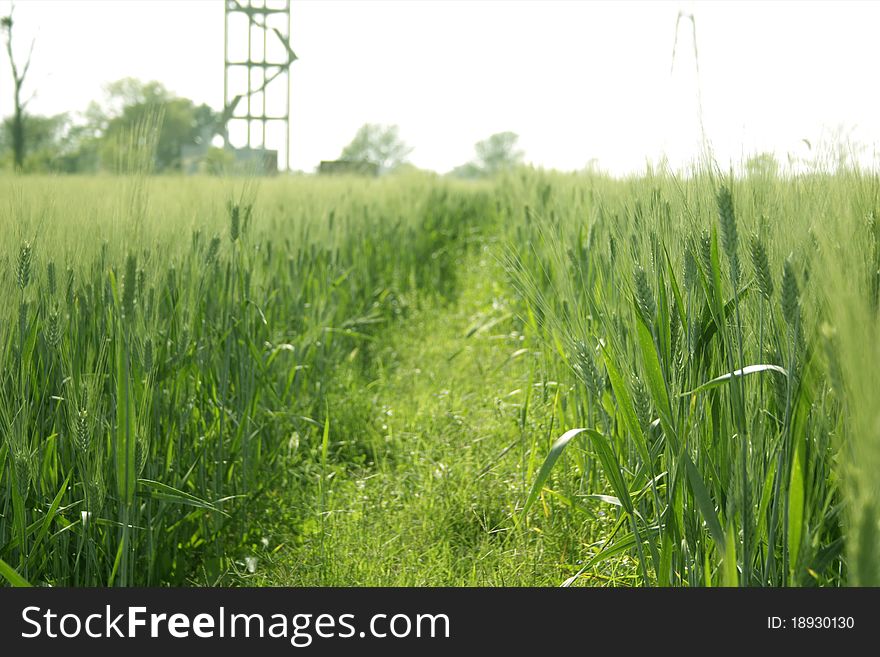 Wheat Grains Crop cultivated in a farm. Wheat Grains Crop cultivated in a farm